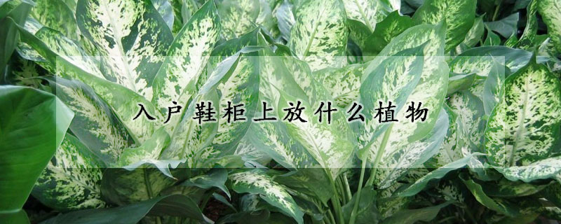 入戶鞋柜上放什么植物