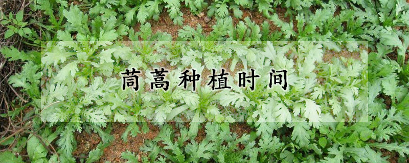 茼蒿種植時間