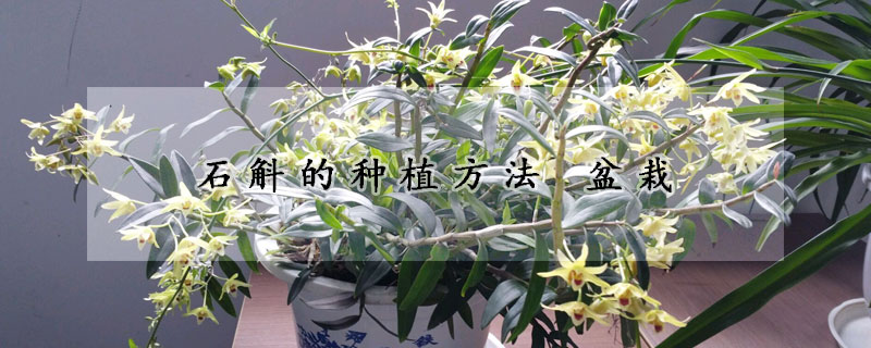 石斛的種植方法 盆栽