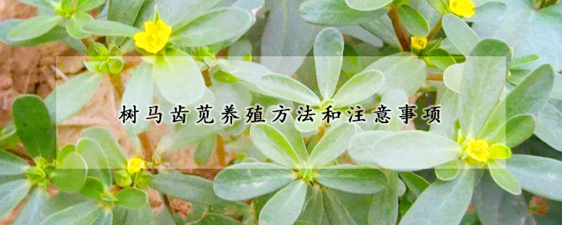 樹馬齒莧養殖方法和注意事項