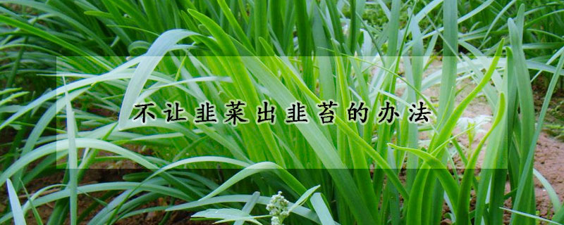 不讓韭菜出韭苔的辦法