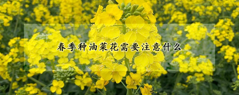 春季種油菜花需要注意什么