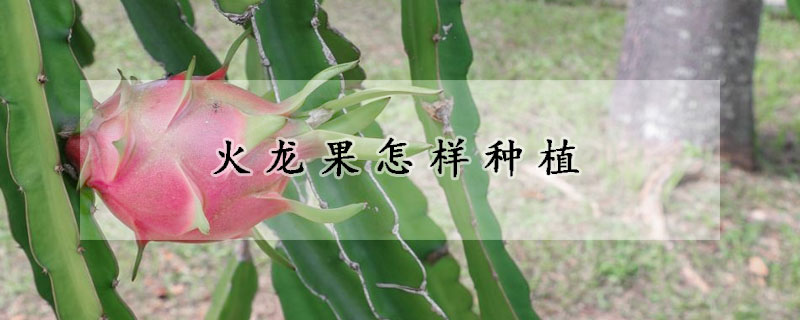 火龍果怎樣種植