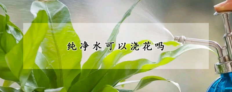 純凈水可以澆花嗎