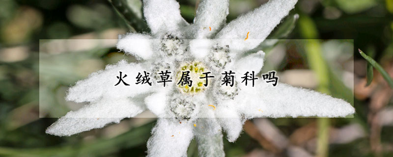 火絨草屬于菊科嗎