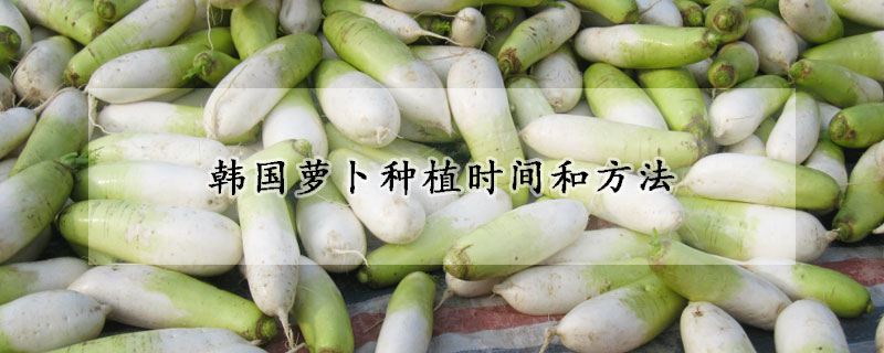 韓國蘿卜種植時間和方法