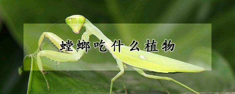 螳螂吃什么植物