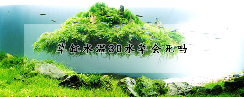 草缸水溫30水草會(huì)死嗎