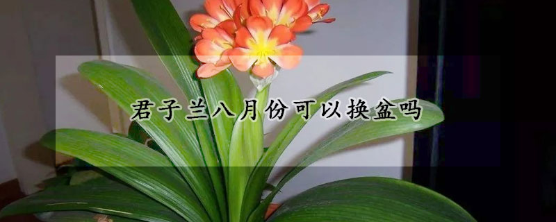 君子蘭八月份可以換盆嗎