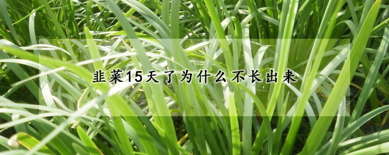 韭菜15天了為什么不長出來