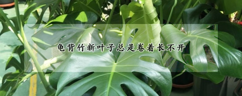 龜背竹新葉子總是卷著長不開