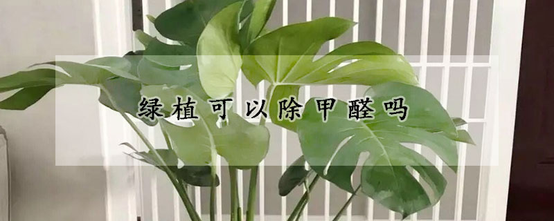 綠植可以除甲醛嗎