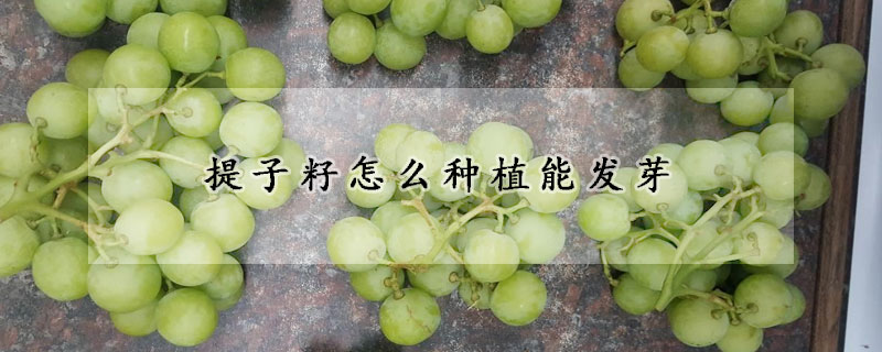 提子籽怎么種植能發(fā)芽