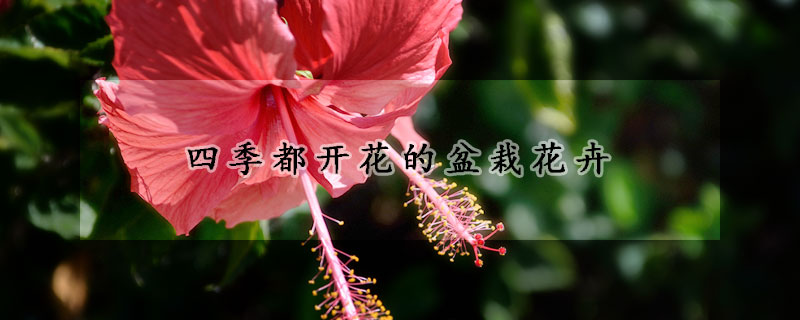 四季都開(kāi)花的盆栽花卉