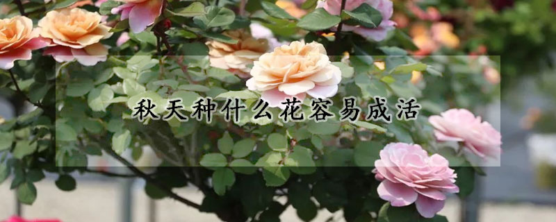 秋天種什么花容易成活