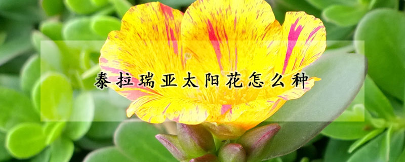 泰拉瑞亞太陽花怎么種