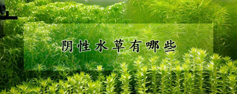 陰性水草有哪些