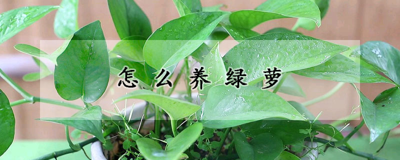 怎么養(yǎng)綠蘿