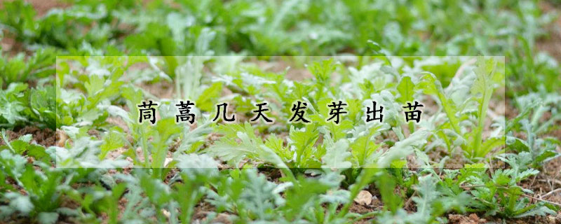 茼蒿幾天發(fā)芽出苗