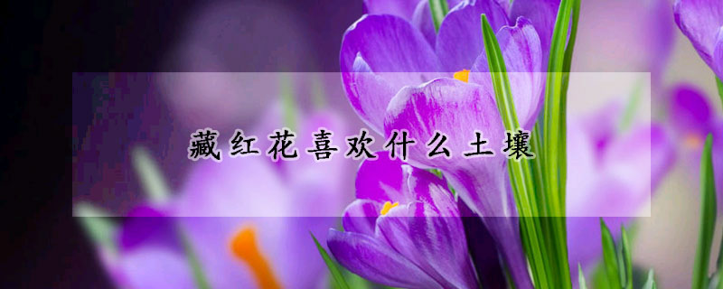 藏紅花喜歡什么土壤