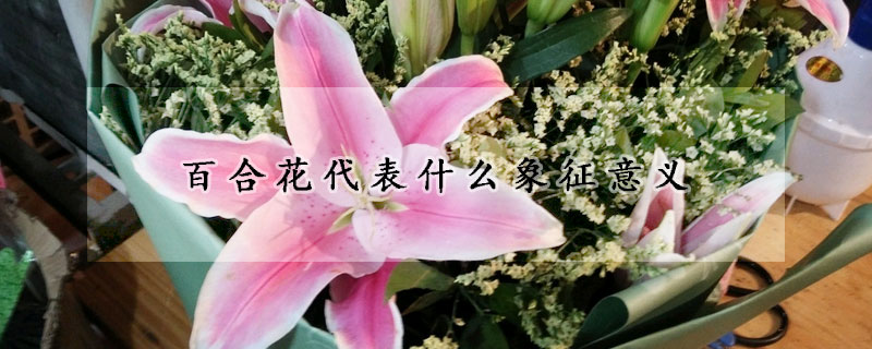 百合花代表什么象征意義