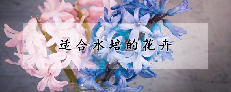 適合水培的花卉