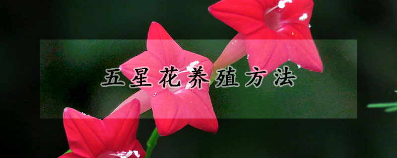 五星花養(yǎng)殖方法