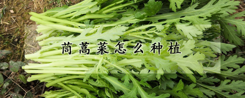 茼蒿菜怎么種植