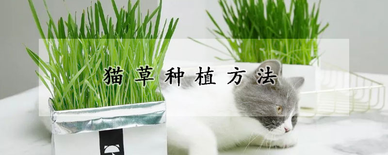 貓草種植方法