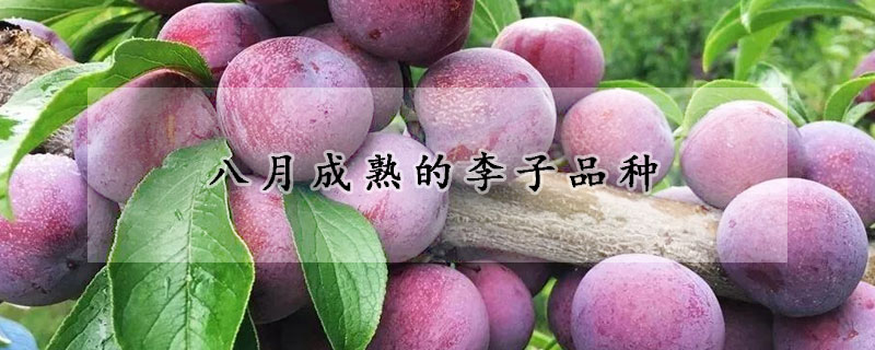 八月成熟的李子品種