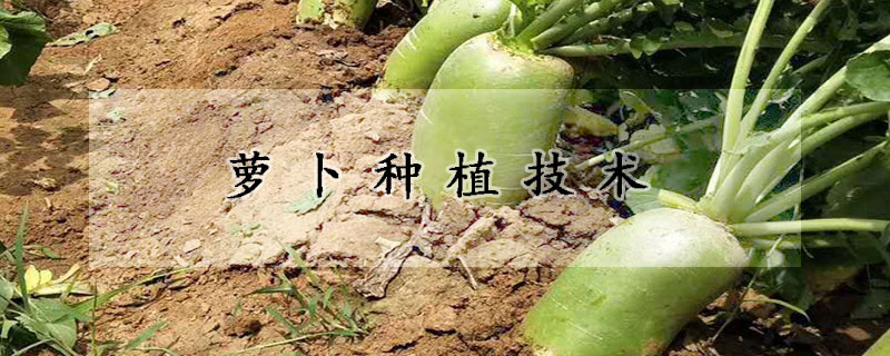 蘿卜種植技術