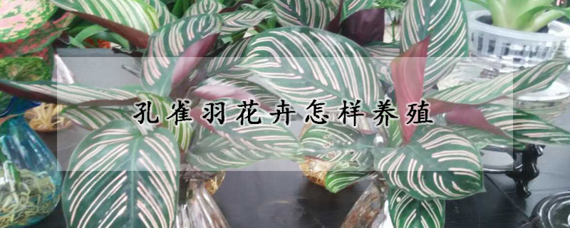 孔雀羽花卉怎樣養殖