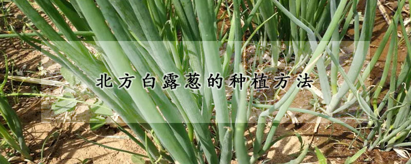 北方白露蔥的種植方法