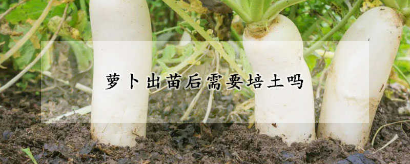 蘿卜出苗后需要培土嗎