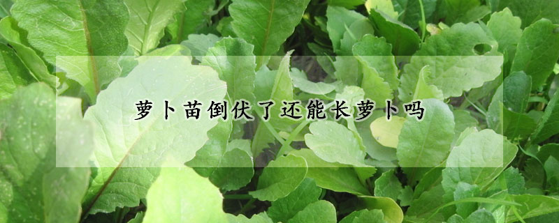 蘿卜苗倒伏了還能長(zhǎng)蘿卜嗎