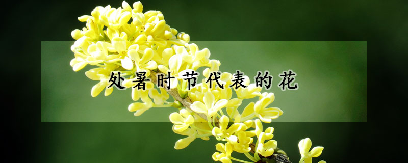 處暑時節(jié)代表的花