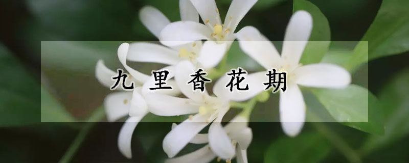 九里香花期