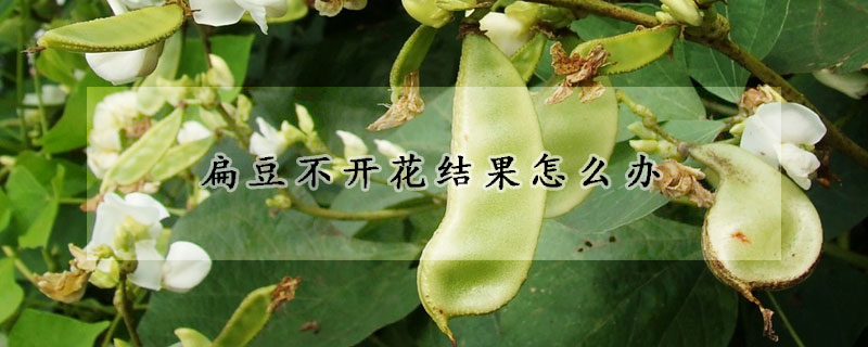 扁豆不開花結果怎么辦