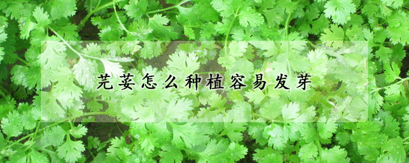 芫荽怎么種植容易發芽