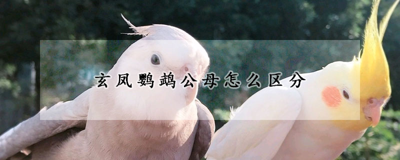 玄鳳鸚鵡公母怎么區分