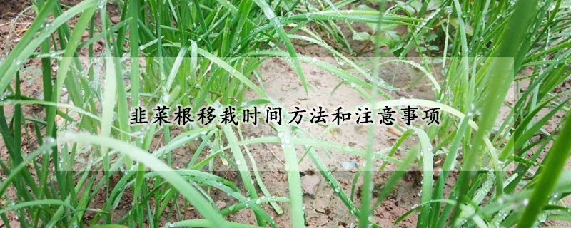 韭菜根移栽時(shí)間方法和注意事項(xiàng)