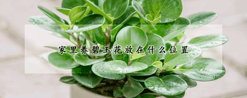 家里養碧玉花放在什么位置