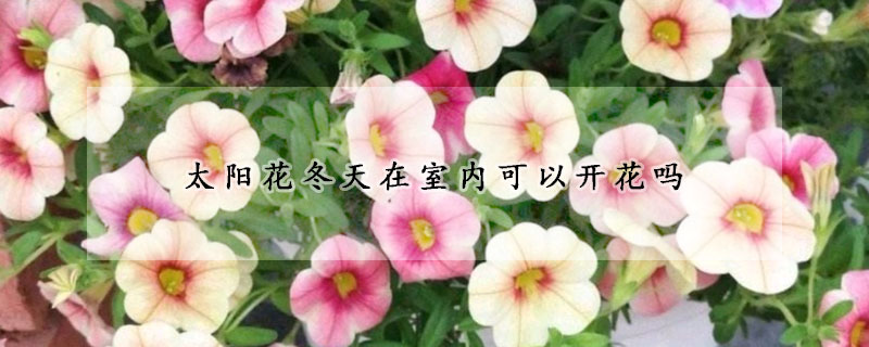 太陽花冬天在室內可以開花嗎