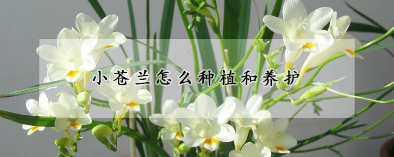 小蒼蘭怎么種植和養(yǎng)護(hù)