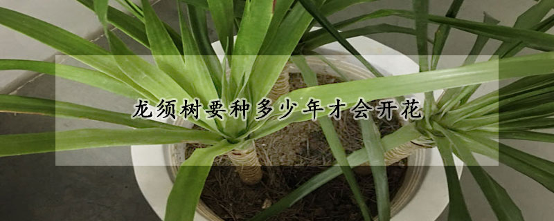 龍須樹要種多少年才會開花