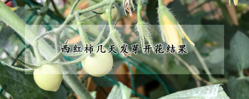 西紅柿幾天發(fā)芽開花結(jié)果