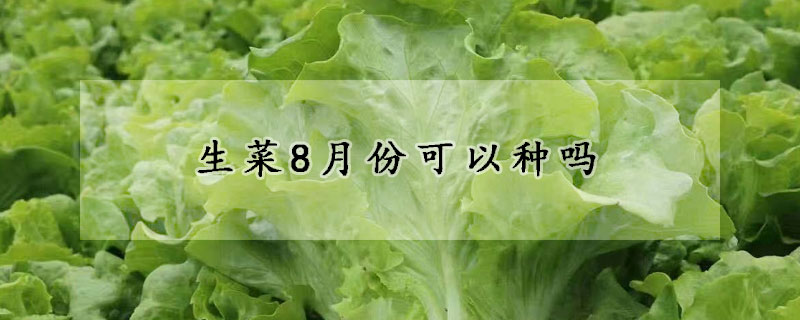 生菜8月份可以種嗎