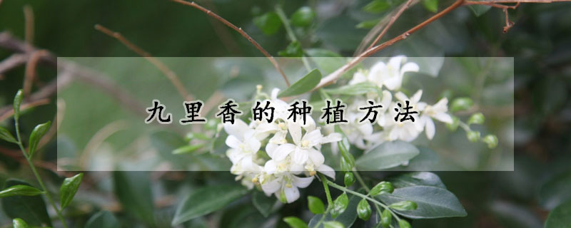 九里香的種植方法