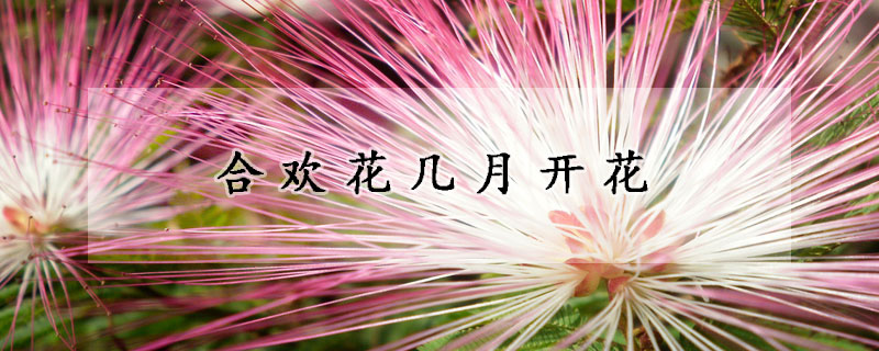 合歡花幾月開花