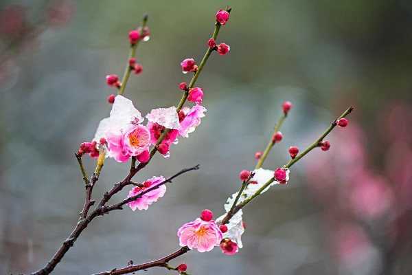 春夏秋冬各開什么花